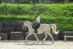 minarik-dressage-cerven-2012_16.jpg