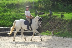 minarik-dressage-cerven-2012_18.jpg