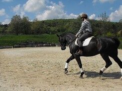 minarik.dressage.jaro_1.jpg