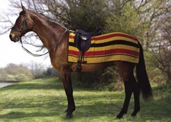 newmarket-stripe.jpg