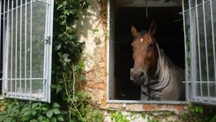 riding-school-minarik-dressage.2016_05_1.jpg